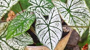 Image result for Caladium