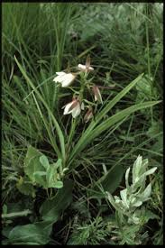 Image result for Eulophia parvula