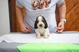 Image result for velký vendéeský hrubosrstý honič