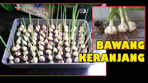 Sebab, umbi yang ditanam menggunakan metode hidroponik hanya terkena air. Manfaat Tutorial Tanam Bawang Putih Subur Lebat Umbi Dlm Pot Easy Grow Onion In Pot Youtube