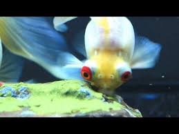 Youtube Underwater Plants Goldfish Fish Tank