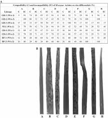 Image result for Isachne kiyalaensis