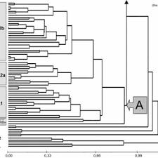 Image result for Setaria restioidea