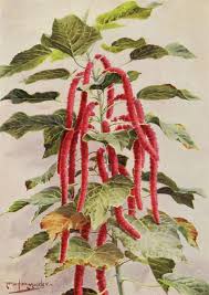 Image result for Acalypha sonderiana