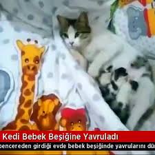 Girdigi Evdeki Bebek Besigine Dogum Yapan Kedi Onedio Com