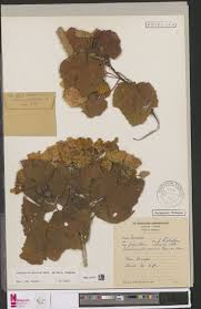 Image result for Agathisanthemum globosum