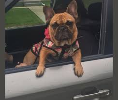 Maybe you would like to learn more about one of these? Embark Dog Dna Test Breed
