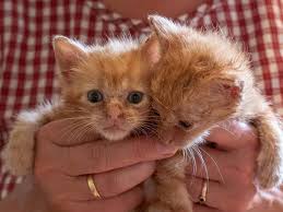 Die katze ist 7 woche alt und männliche.hallo, leider aus familien und hausordnung grund muss ich meine. Katzen Babys Auf Dem Land In Brandenburg Werden Oft Noch Einfach Getotet