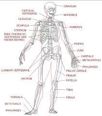 Worksheets For Anatomy Google Search Human Skeleton Anatomy Human Skeleton Labeled Skeletal System