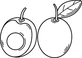 Image result for Ximenia