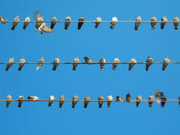 Home is a 4 bed, 3.0 bath property. The Birds Woodpeckers Sparrows And Pigeons Accurate Pest Control Ny