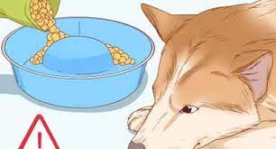 3 Ways To Know When A Dog Is Done Giving Birth Wikihow