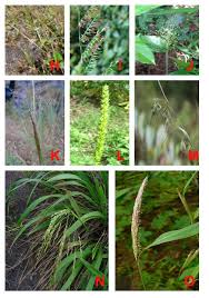 Image result for Arthraxon lancifolius