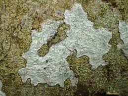 Image result for Agelaea