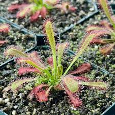 Image result for Drosera
