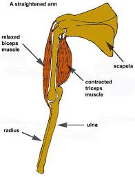 Flexion of the forearm is achieved by a group of three muscles — the brachialis, biceps brachii. The Open Door Web Site How Muscles Work