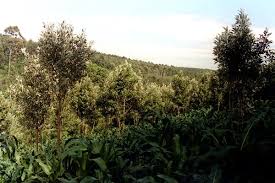 Image result for Brachylaena huillensis