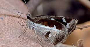 Image result for Microstegium fasciculatum