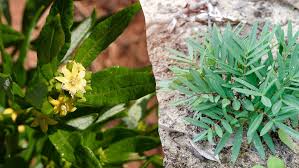 Image result for Fadogia