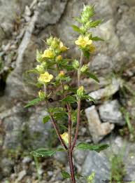 Image result for Alectra sessiliflora