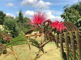 Albizia julibrissin 'summer chocolate' is een snelgroeiende heester, met chocoladekleurig blad. Seidenbaum Schlafbaum Seidenakazie Summer Chocolate Albizia Julibrissin Summer Chocolate Baumschule Horstmann