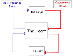 foetal circulation flowchart and fetal circulation flow