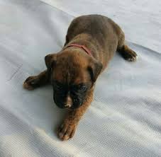 This breed's name was supposedly derived from the boxing motion they made with their front paws. Boxer Puppy For Sale In Pelzer Sc Adn 30275 On Puppyfinder Com Gender Female Age 3 Weeks Old Puppies For Sale Boxer Puppies For Sale Boxer Puppy