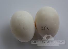 Maybe you would like to learn more about one of these? Murray Mcmurray Hatchery Silver Leghorn