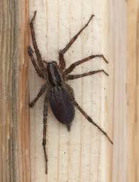 The spider family agelenidae, commonly known as funnel weavers, have been sighted 593 times by contributing members. Grass Spider Funnel Web Weaver Spiderzrule