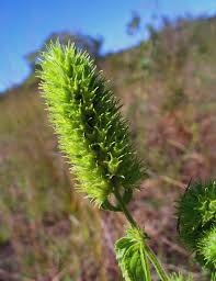 Image result for Cantinoa americana