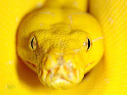 Yellow Yellow Snake Yellow Aesthetic Shades Of Yellow