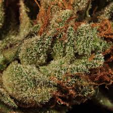 This strain offers big yields, . Crescendo Sour Cookies S Gram Frosted Leaf Federal
