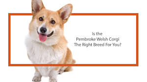 /r/corgi only allows sharing from popular image hosting sites. Pembroke Welsh Corgi Puppies Petland San Antonio