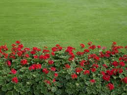 Nach diesem video wisst ihr alles über die. Geranien Pflegen Eine Der Beliebtesten Blumen In Deutschen Garten Pflege Tipps Garten
