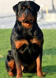 Beautiful Bigdog Rottweiler Rottweiler Puppies Dog Breeds Rottweiler