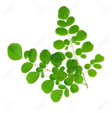 Add in gabi leaves and malunggay leaves. Moringa Leaves Isolate On White Background Stock Photo Picture And Royalty Free Image Image 110576758