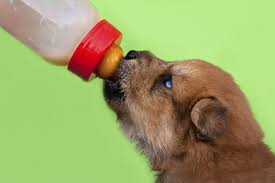 How To Make Milk Replacement Formula For Puppies Cuteness Puppy Formula Bottle Feeding Puppies Dog Milk