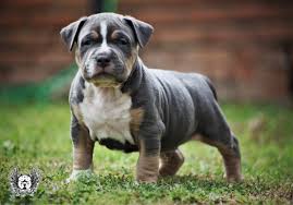 For sale & upcoming breedings. American Bully Puppies For Sale Decatur Tx 295336