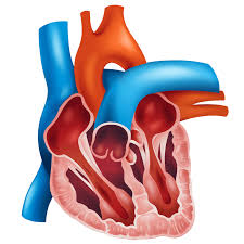 Image result for Cardiomyopathy