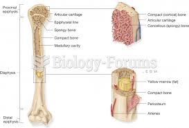 They are one of five types of bones: Features Found In A Long Bone Biology Forums Gallery