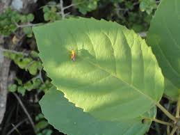 Image result for Maesa lanceolata