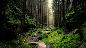 Into The Forest Wallpapers Hd Wallpapers A collection of the top 48 minimalist forest wallpapers and backgrounds available for download for free. hd wallpapers spicytweaks