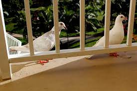 Hoe verjaag je duiven ? Duiven Verjagen Van Het Balkon Tips Trucs Wiki Wonen