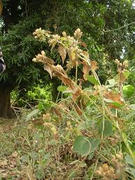 Image result for Blainvillea gayana