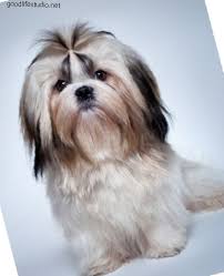 200 Shih Tzu Isimleri Cesitli 2020
