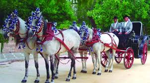 We did not find results for: Uso Mis Coches De Caballo Para Bodas Ferias Y Algun Que Otro Evento Andalucia Informacion Todas Las Noticias De El Puerto