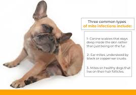 Can you catch scabies from dogs? How To Get Rid Of Dog Mites In House 6 Secret Tips Dogcattalk