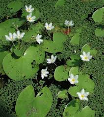Image result for Nymphoides brevipedicellata