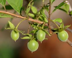 Image result for Diospyros lycioides