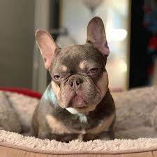 Puppies have had well puppy check by vet and come with a one year written health guarantee. Pdx503 Frenchiekennel Instagram Profile With Posts And Stories Picuki Com